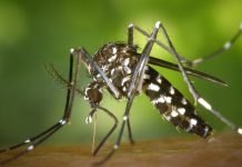 Salud Pública reporta 313 casos de dengue y confirma circulación respiratoria dentro de lo esperado